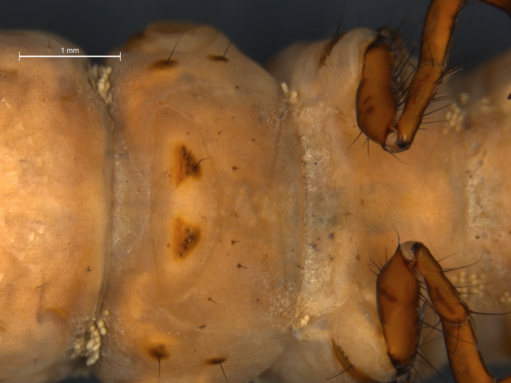 Hydatophylax infumatus